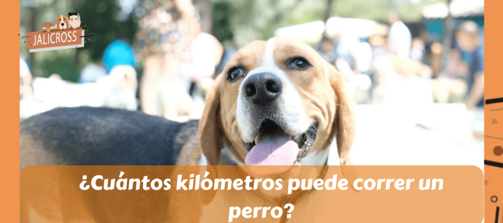 ¿CUÁNTOS KILÓMETROS PUEDE CORRER UN PERRO