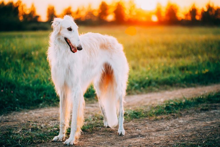 Borzoi quinto perro más grande del mundo
