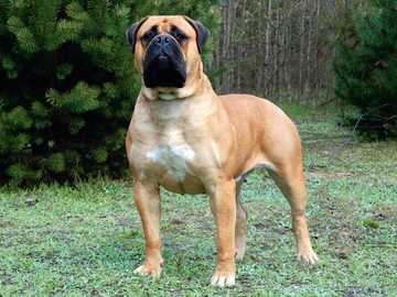 Bullmastiff séptimo perro más grande del mundo