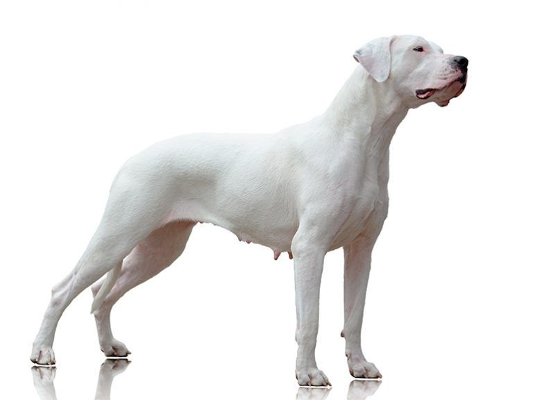 Dogo Argentino octavo perro más grande del mundo