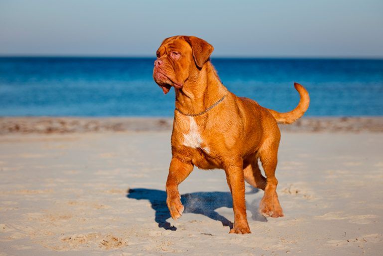 Dogo de Burdeos perro mas grande del mundo