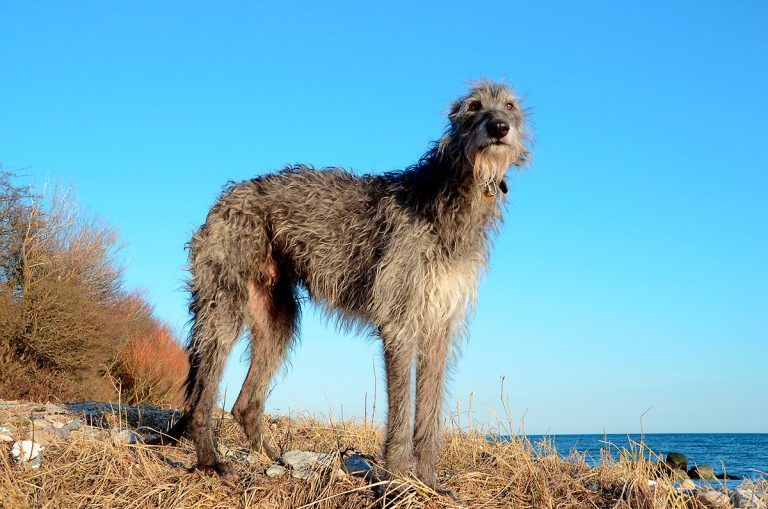El Galgo Escocés el sexto perro más grande