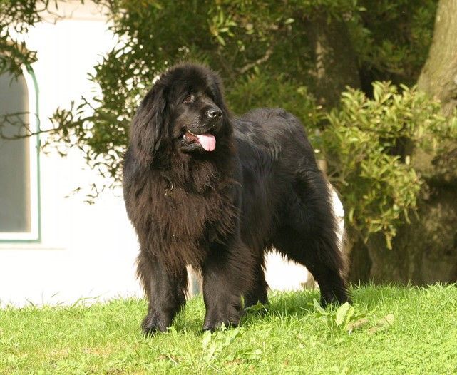 El Terranova tercer perro más grande del mundo