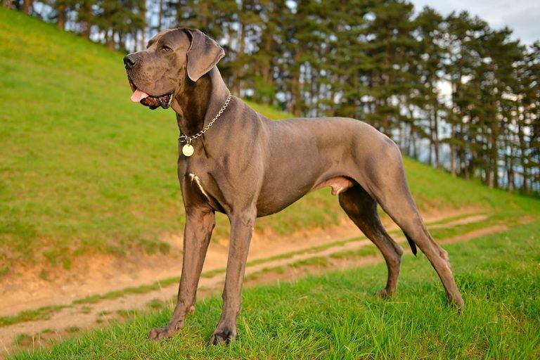 Gran Danés décimo perro más grande del mundo