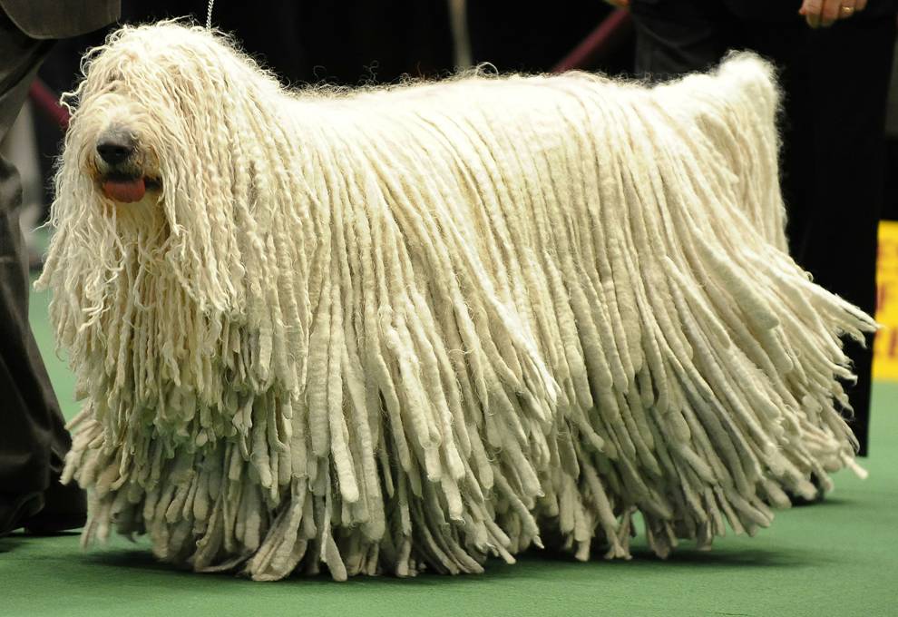 perro Komondor segundo perro más grande