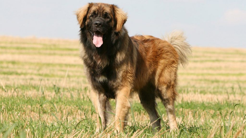 Leonberger perro mas grande del mundo