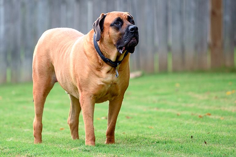 Mastín Inglés perro mas grande del mundo