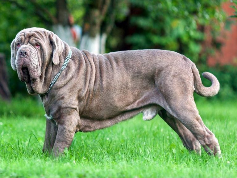Mastín Napolitano noveno perro más grande