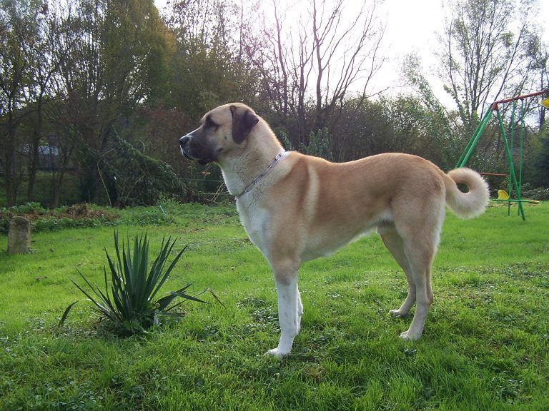 Pastor de Anatolia perro mas grande del mundo