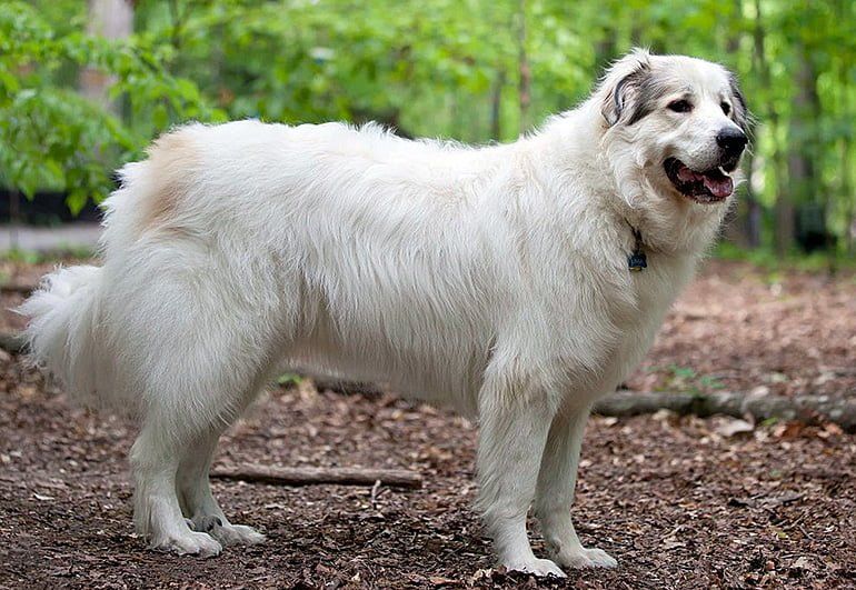 Perro de Montaña de los Pirineos perro mas grande del mundo