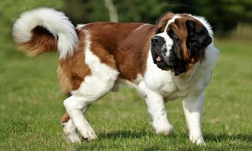 Perro san bernardo cuarto perro más grande