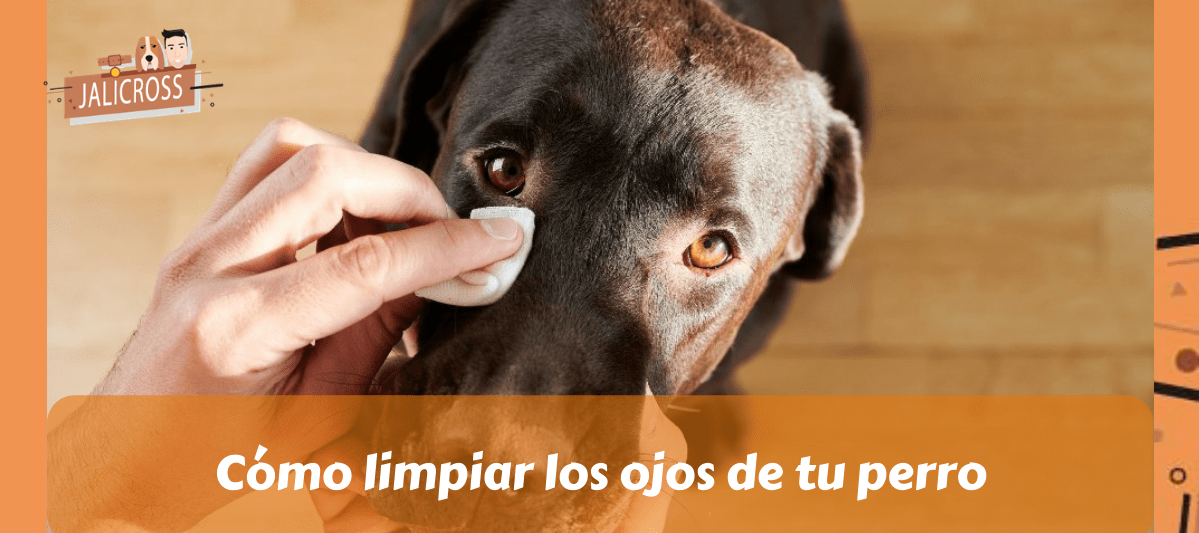 ᐉ Cómo limpiar los ojos de tu perro [ACTUALIZADO] PASO A PASO