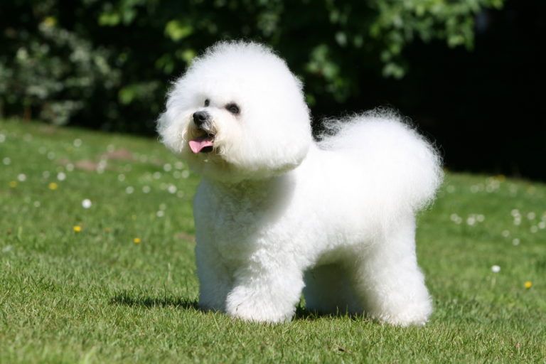 Bichon Frise mejor perro para niños
