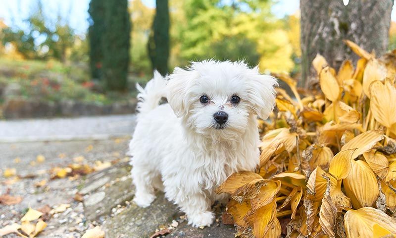 Bichón Maltés