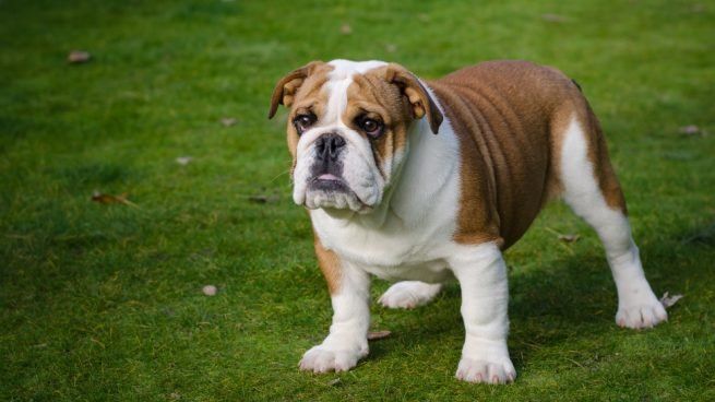 Bulldog inglés perros más caros