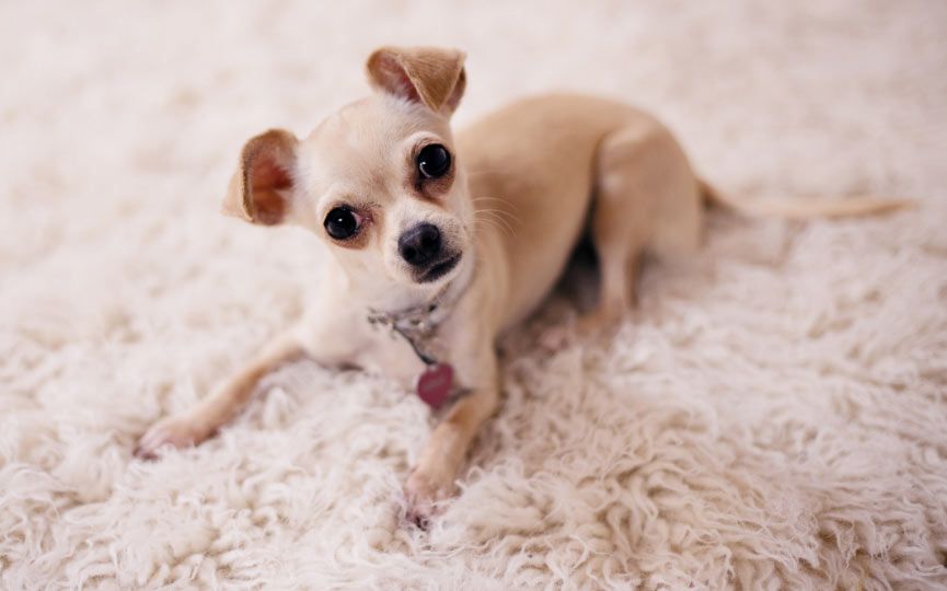 Chihuahua perros más feos