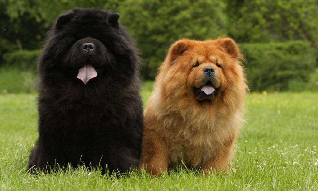 Chow Chow perros más caros