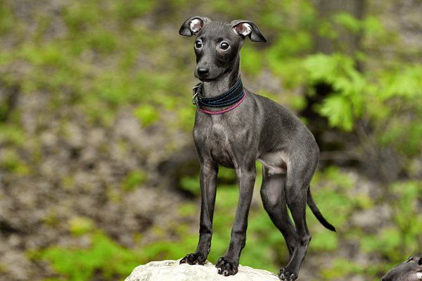 Galgo italiano