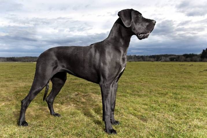 Gran danés perros más peligrosos