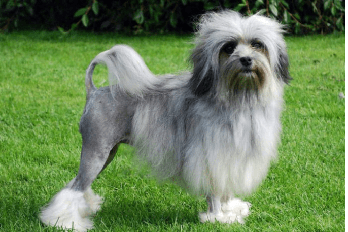 Löwchen perros más caros