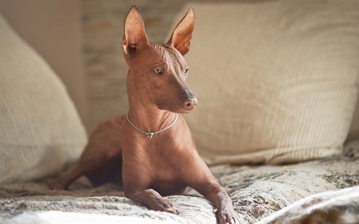 Orquídea Inca Peruana perros más feos