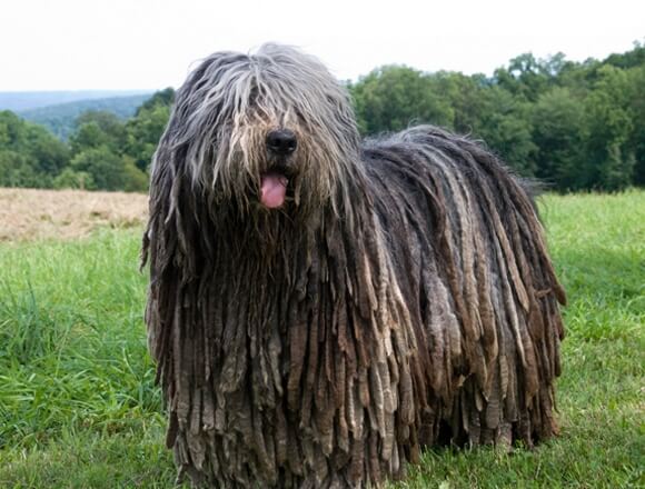 Pastor Bergamasco perros más feos