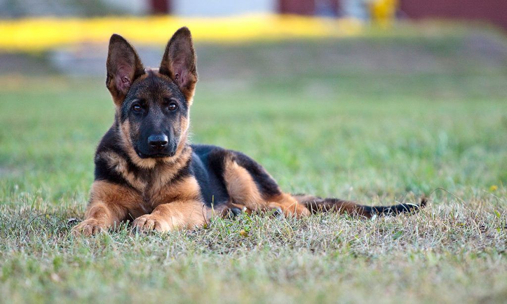 Pastor alemán perros más peligrosos
