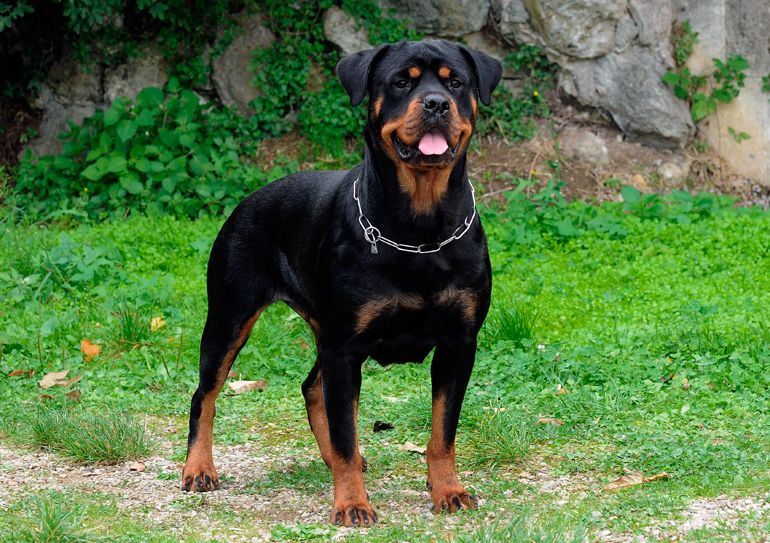 Rottweiler perros más peligrosos
