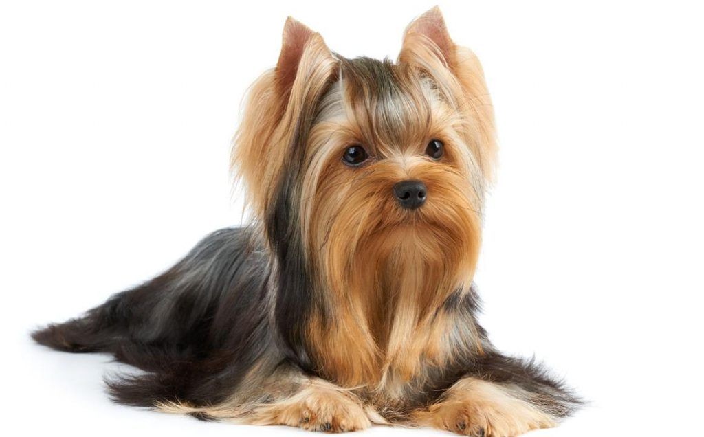 Yorkshire terrier