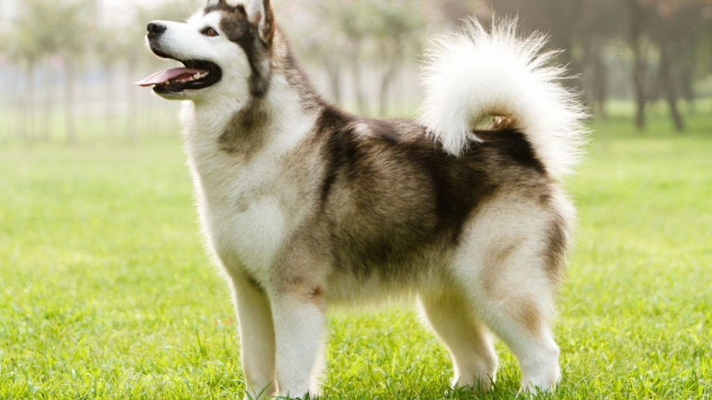 Alaskan Malamute razas de perros más fuertes
