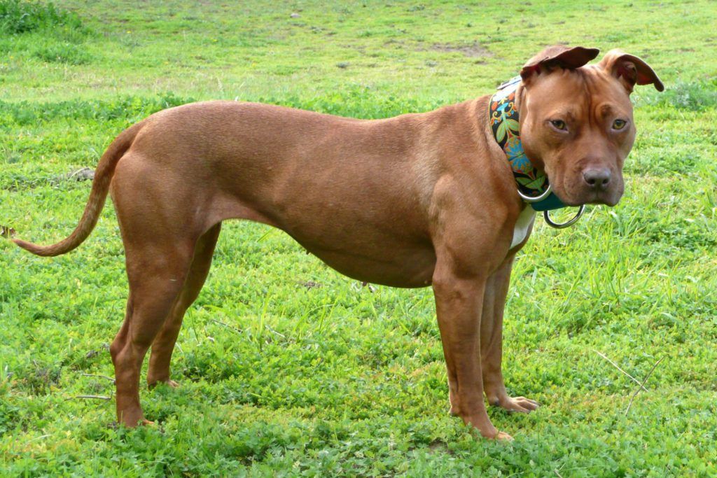 American Pit Bull razas de perros más fuertes