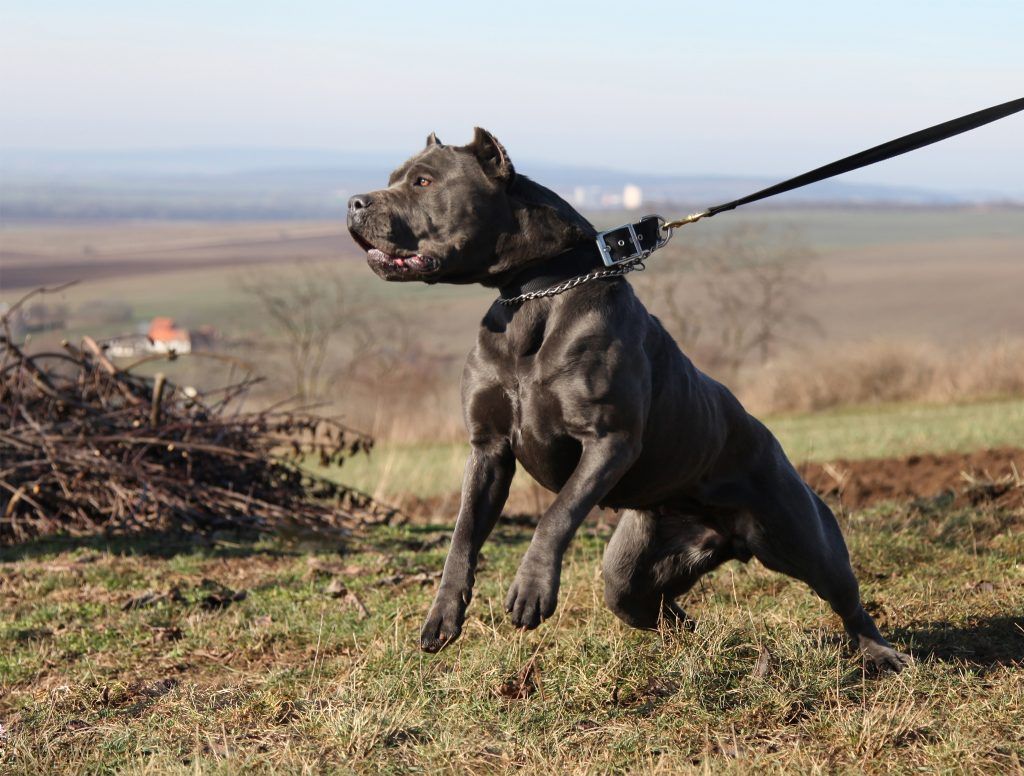 Bandog razas de perros más fuertes