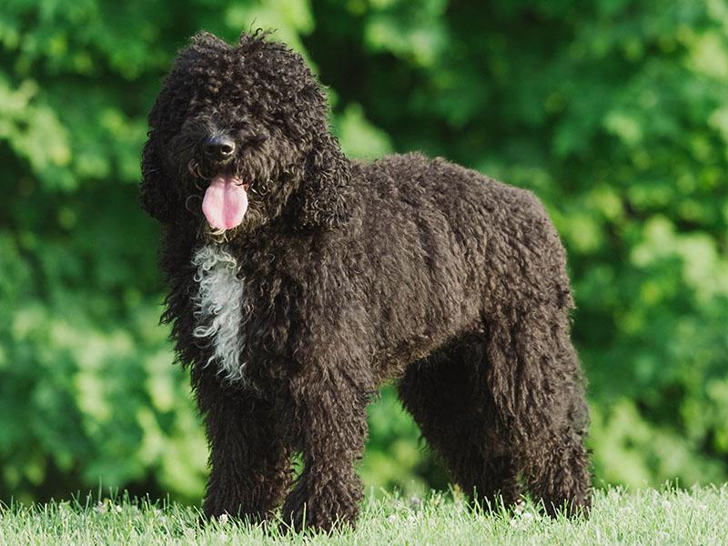 Barbet razas de perros hipoalergénicos