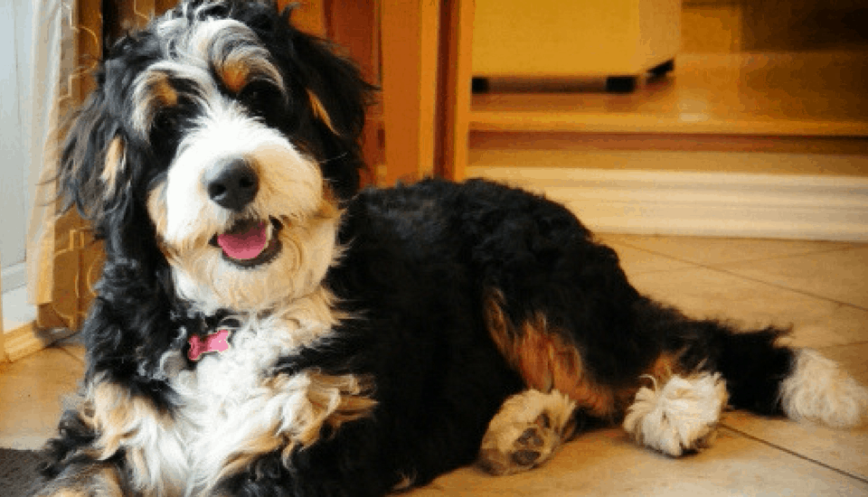 Bernedoodle razas de perros hipoalergénicos
