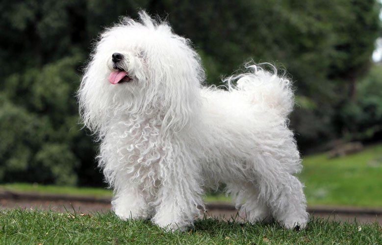 Bichón Boloñés (Boloñesa) razas de perros hipoalergénicos