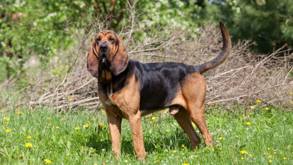 Bloodhound perros más tontos