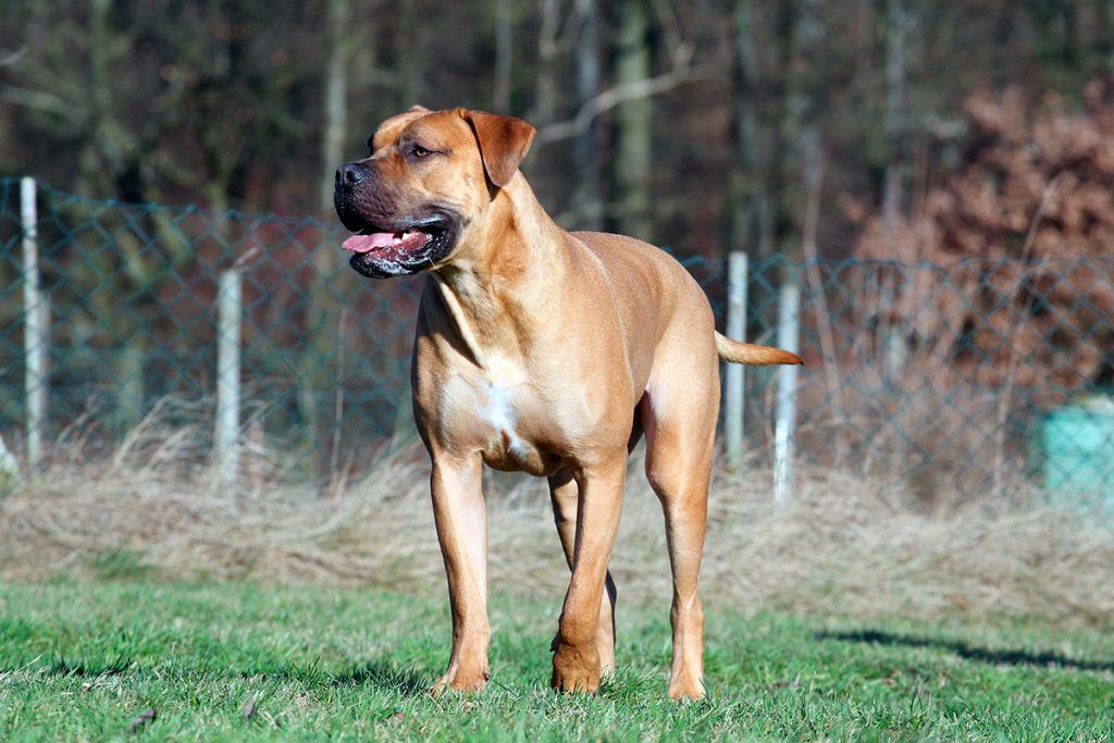 Boerboel razas de perros más fuertes