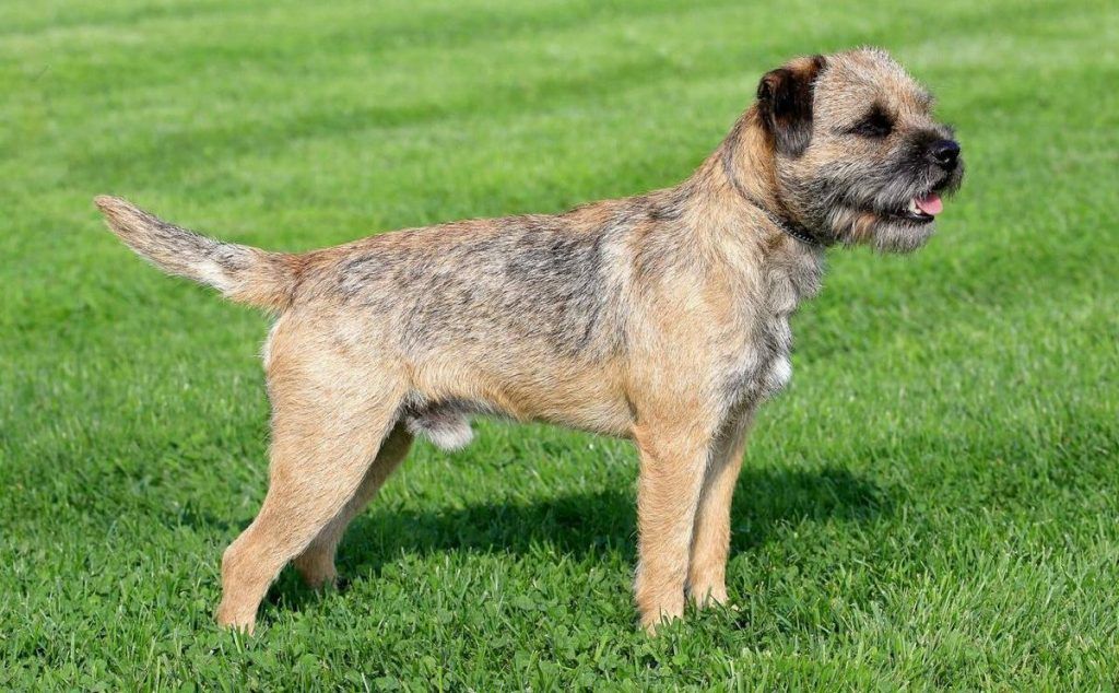 Border Terrier razas de perros hipoalergénicos