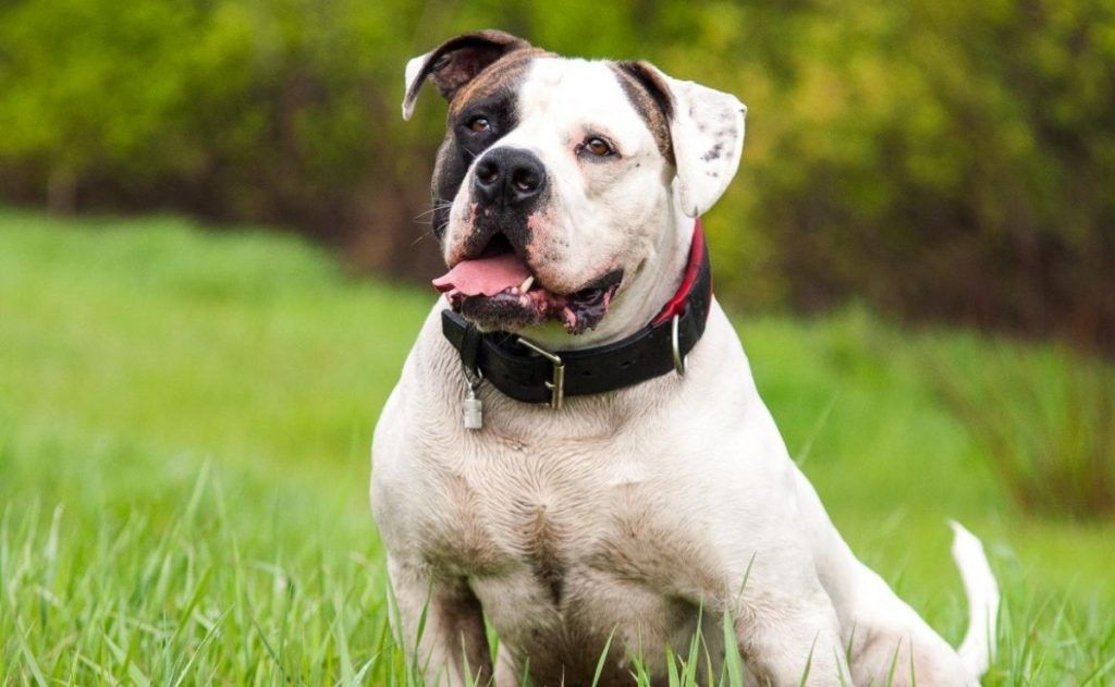 Bulldog americano razas de perros pequeños más fuertes