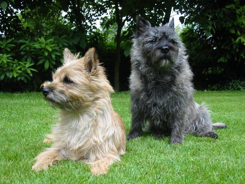 Cairn Terrier razas de perros hipoalergénicos