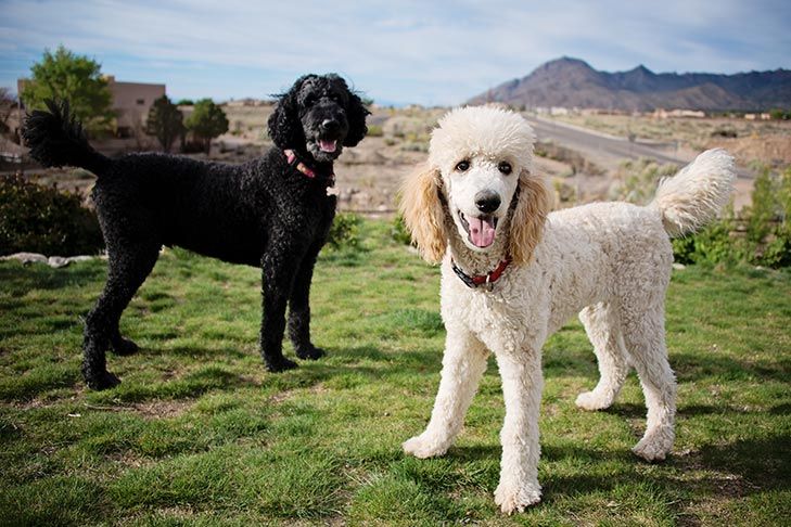 Caniche estándar razas de perros hipoalergénicos