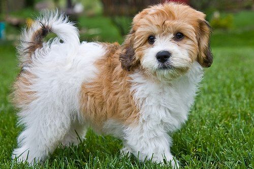 Cavachon razas de perros hipoalergénicos