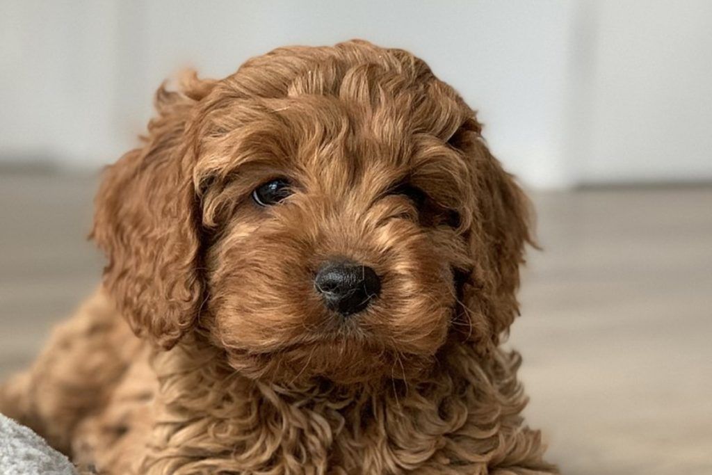 Cavapoo razas de perros hipoalergénicos