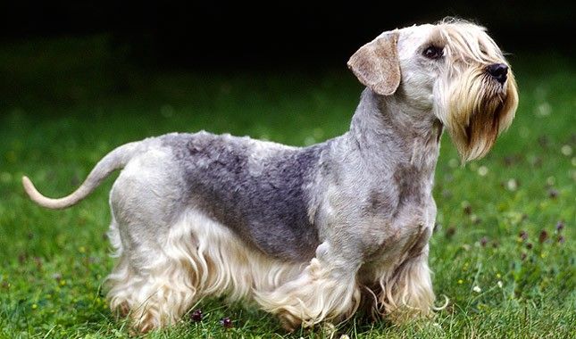 Cesky terrier razas de perros hipoalergénicos