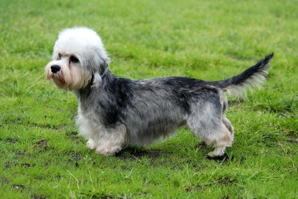 Dandie Dinmont Terrier razas de perros hipoalergénicos
