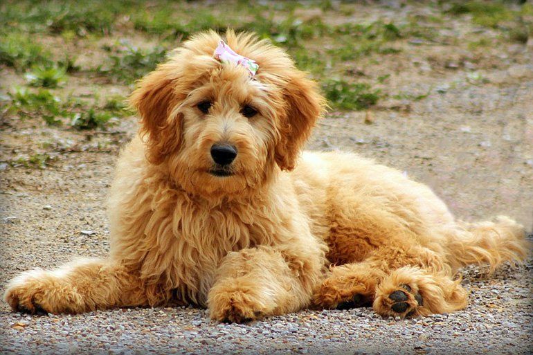 Doodle dorado razas de perros hipoalergénicos