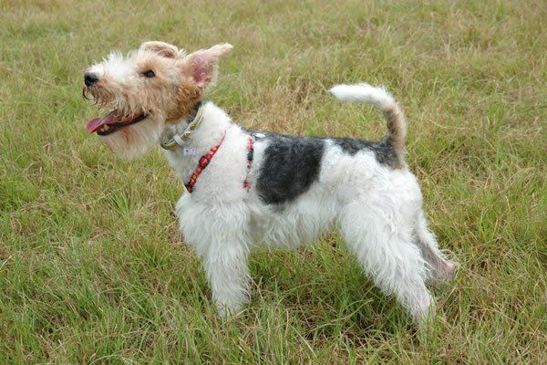 Fox Terrier de pelo de alambre razas de perros hipoalergénicos