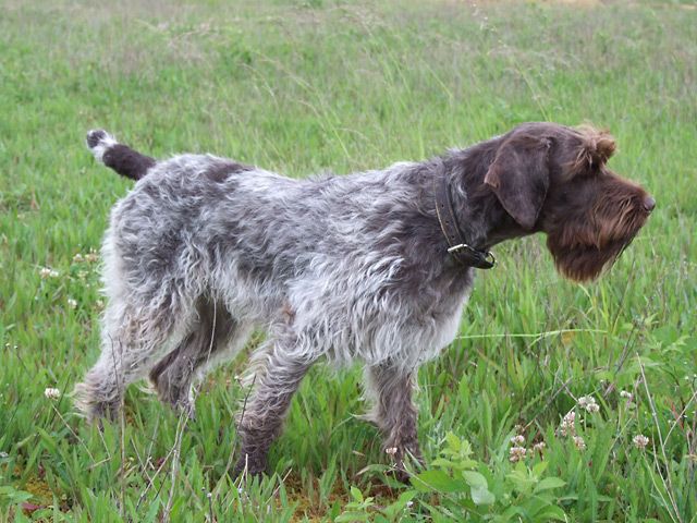Grifón de pelo duro razas de perros hipoalergénicos