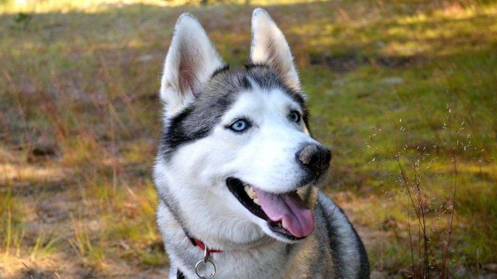 Husky siberiano perros mas bonitos y bellos