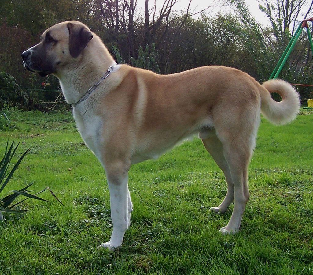 Kangal razas de perros más fuertes